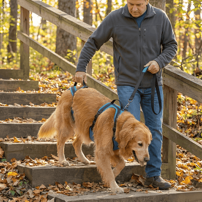 PfotenLift™ Mobilitätsgeschirr (7kg - 61kg)